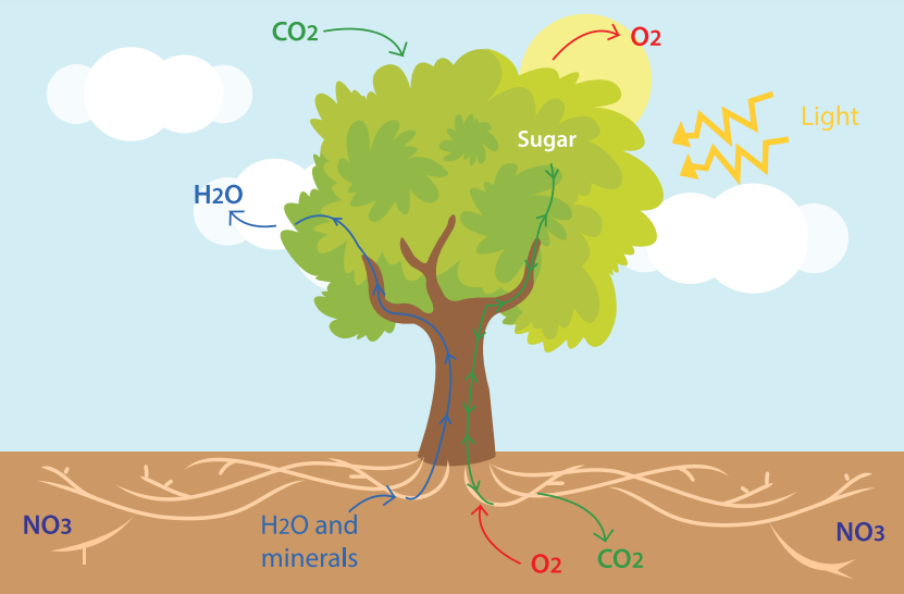 Graphic of a tree's carbon sequestration cycle