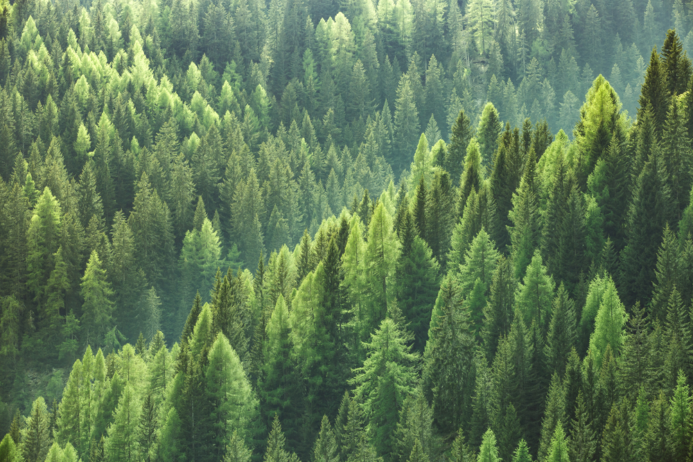 Evergreen forest, arial view